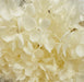 Close up photo of ivory hydrangea.