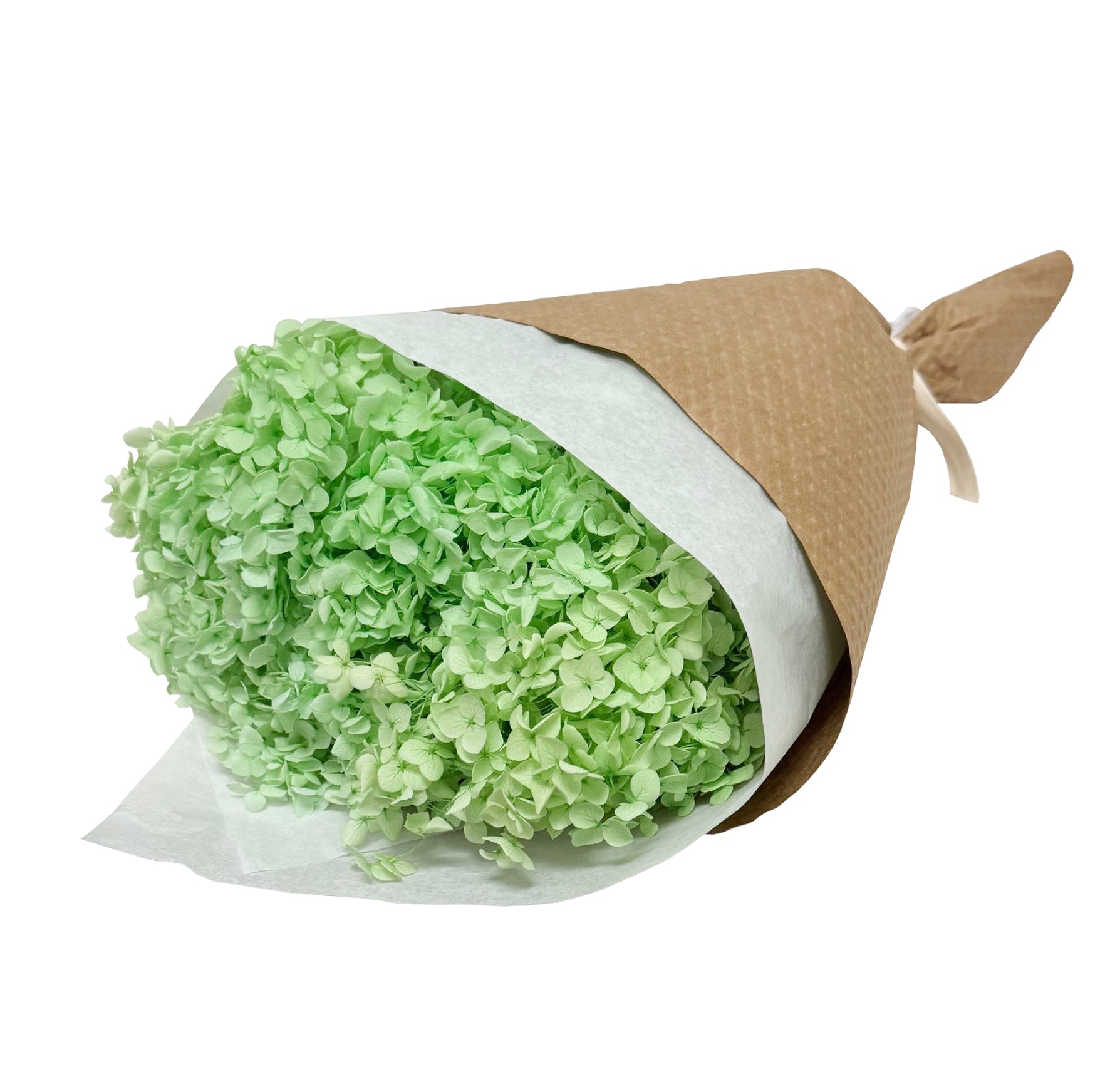 Green hydrangea stem wrapped in paper and tied with bow.