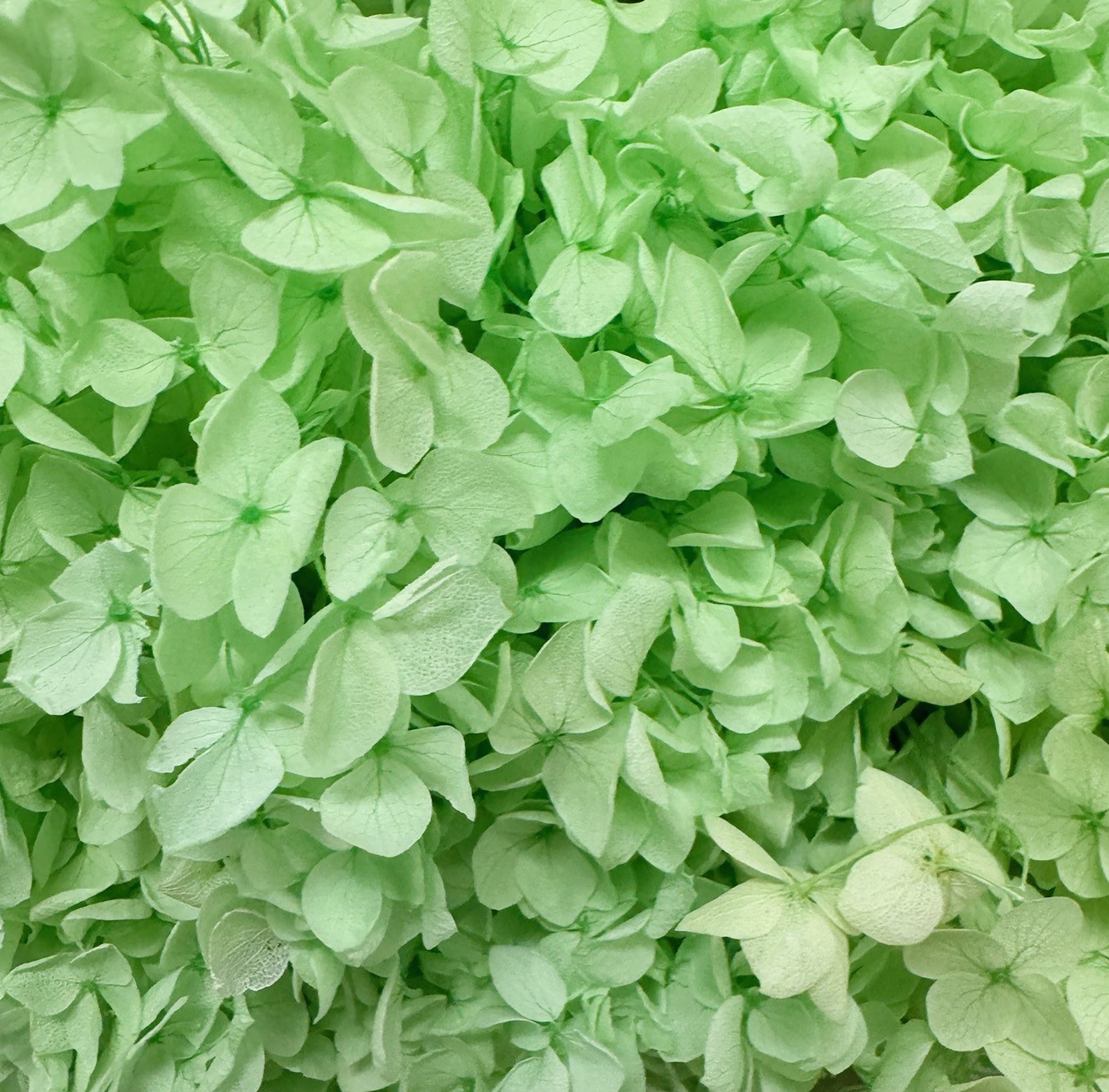 Close up of green hydrangea flower.