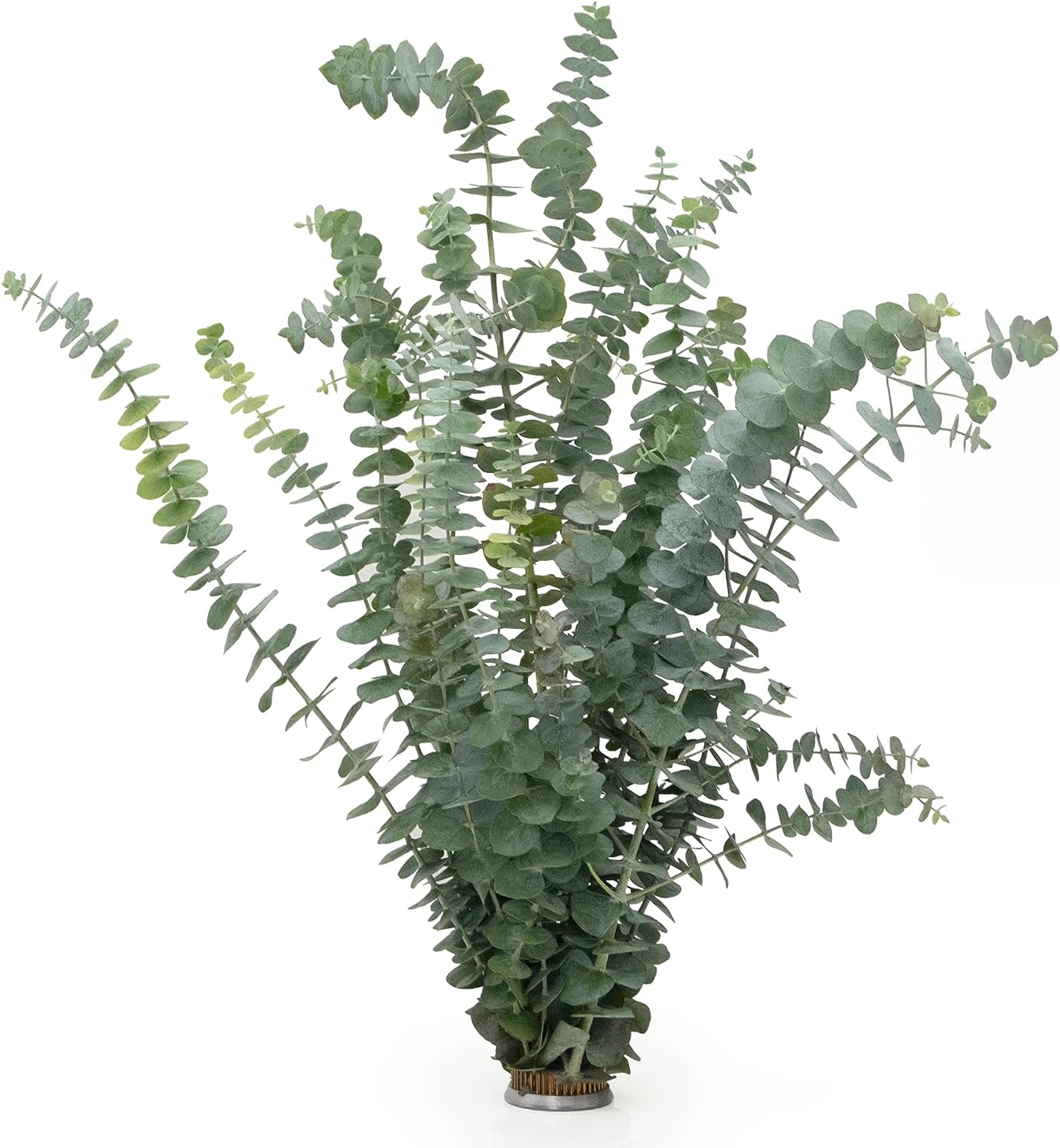 Fresh Baby Fragrant Eucalyptus 3 Bunches (30 Stems)