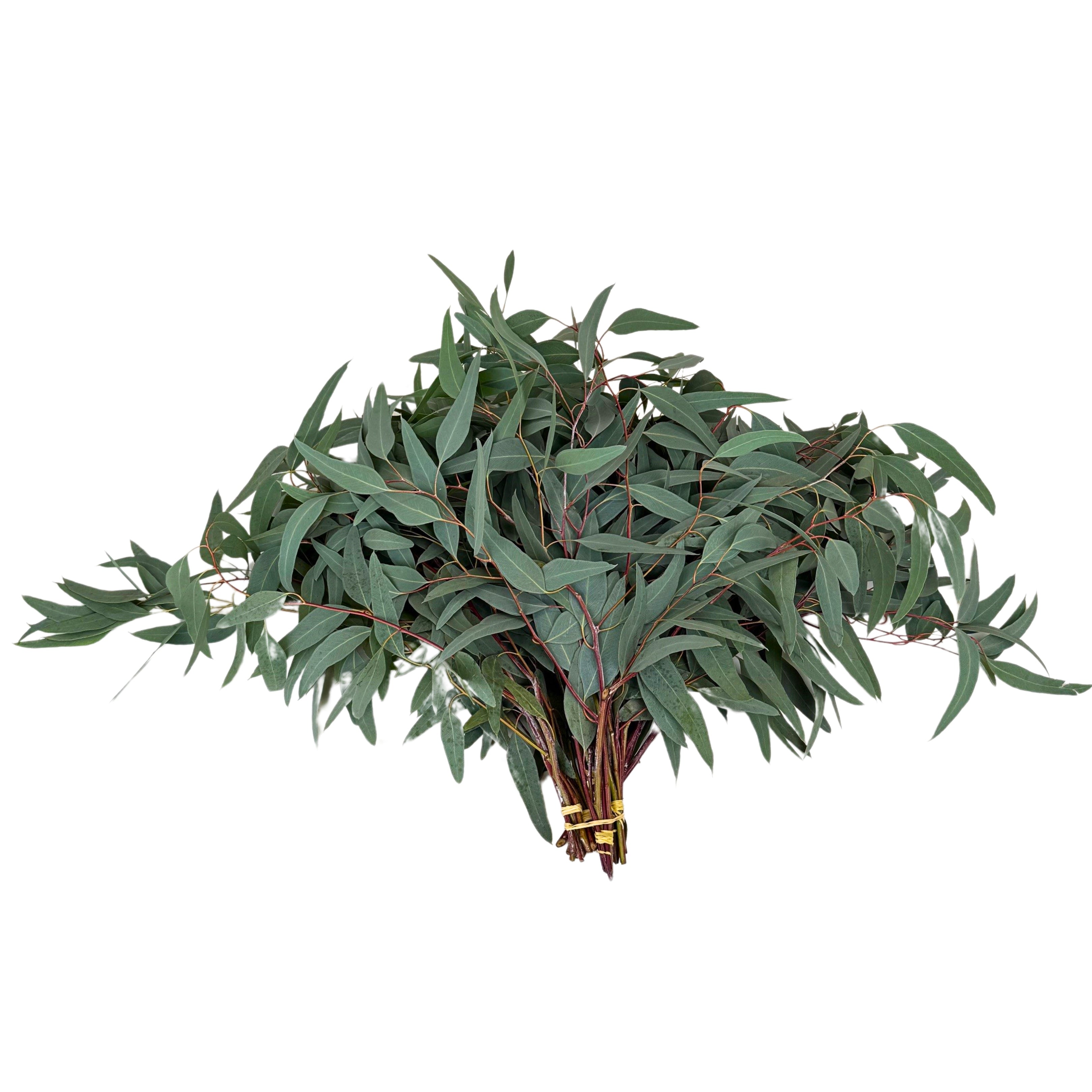Fresh Willow Eucalyptus Stems 3 Bunches (10 Stems)