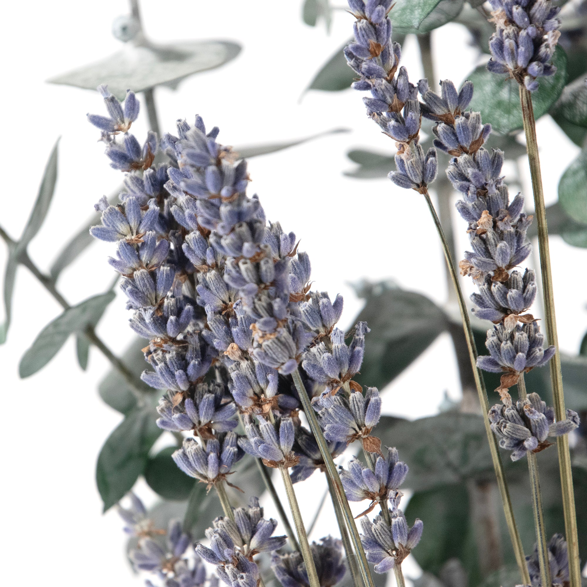 Bouquet of preserved baby eucalyptus and dried lavender.