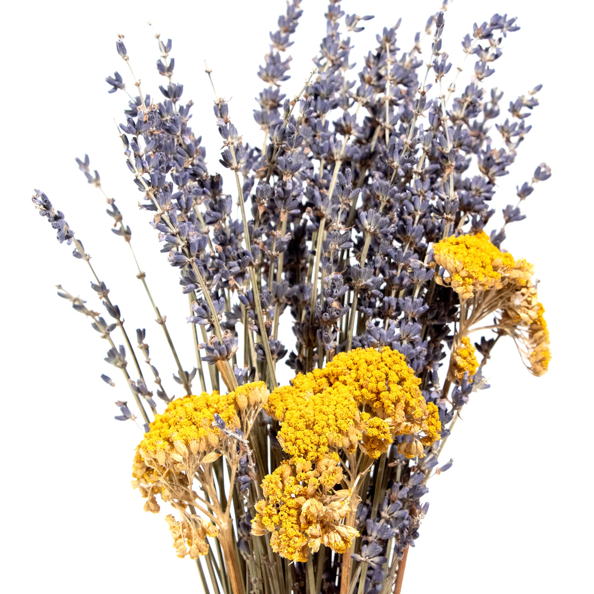 can you plant yarrow and lavender together Lavender & Yarrow Bundle — Andaluca Home