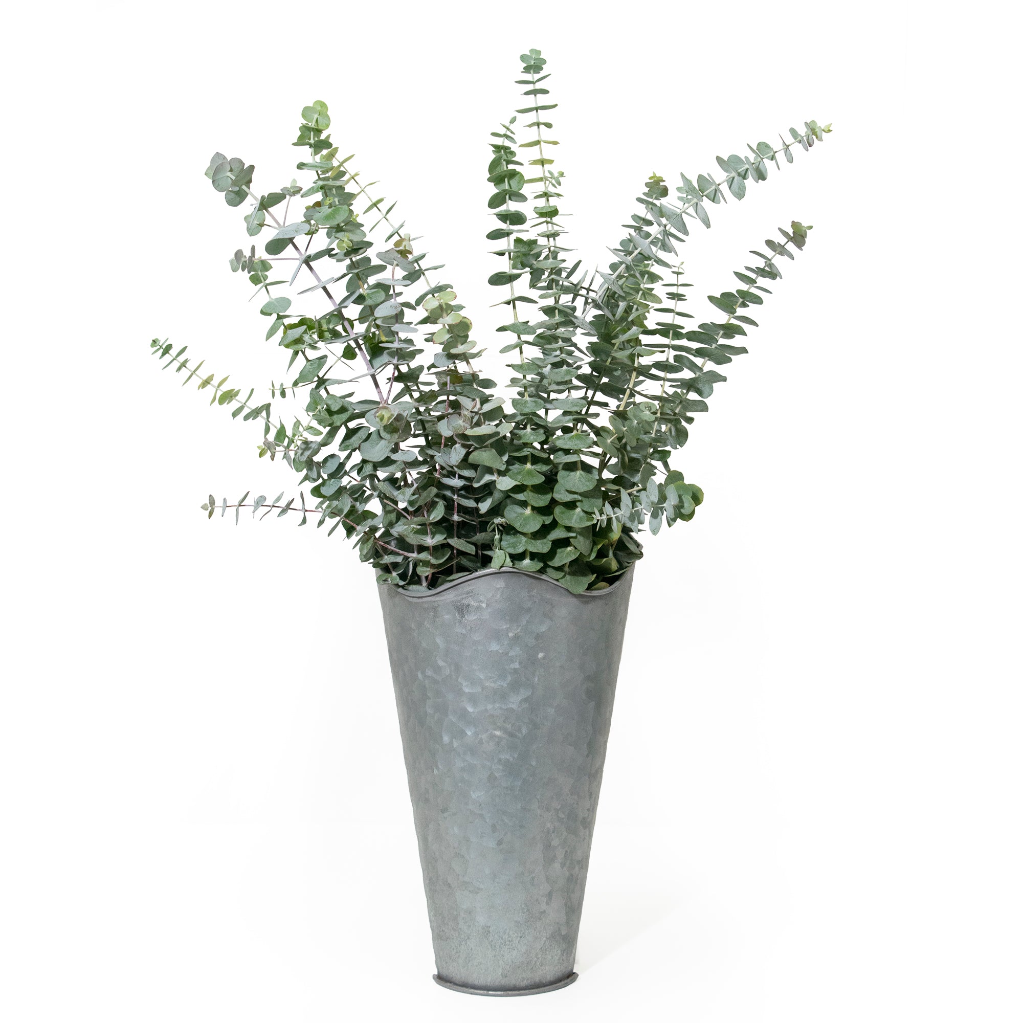 Fresh Baby Eucalyptus Bunch in Vase