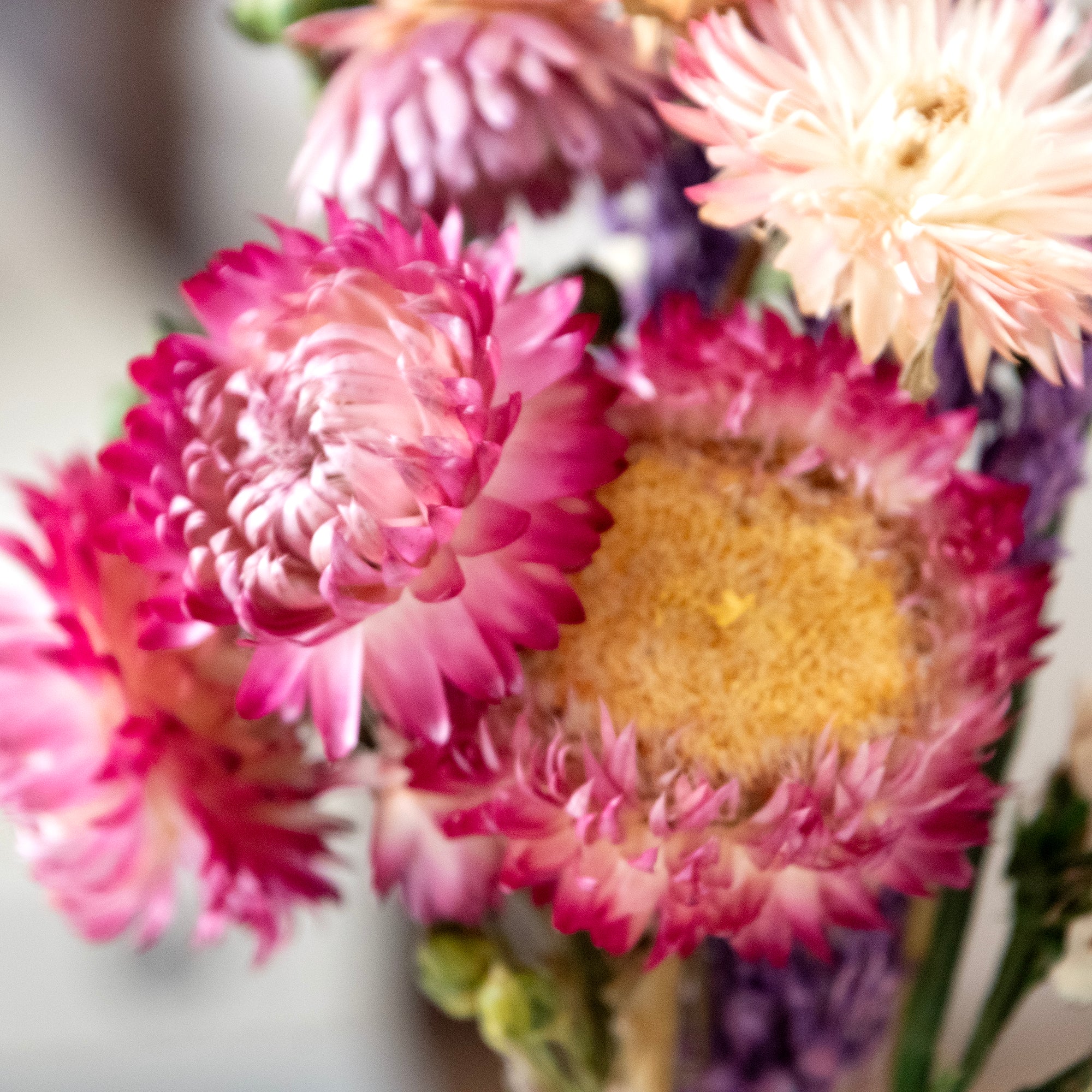 Mini Strawflower & Larkspur Bouquet Bundle, close up.