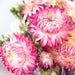 Mini Strawflower & Larkspur Bouquet Bundle, close up.