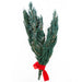 Bundle of preserved juniper with red ribbon.