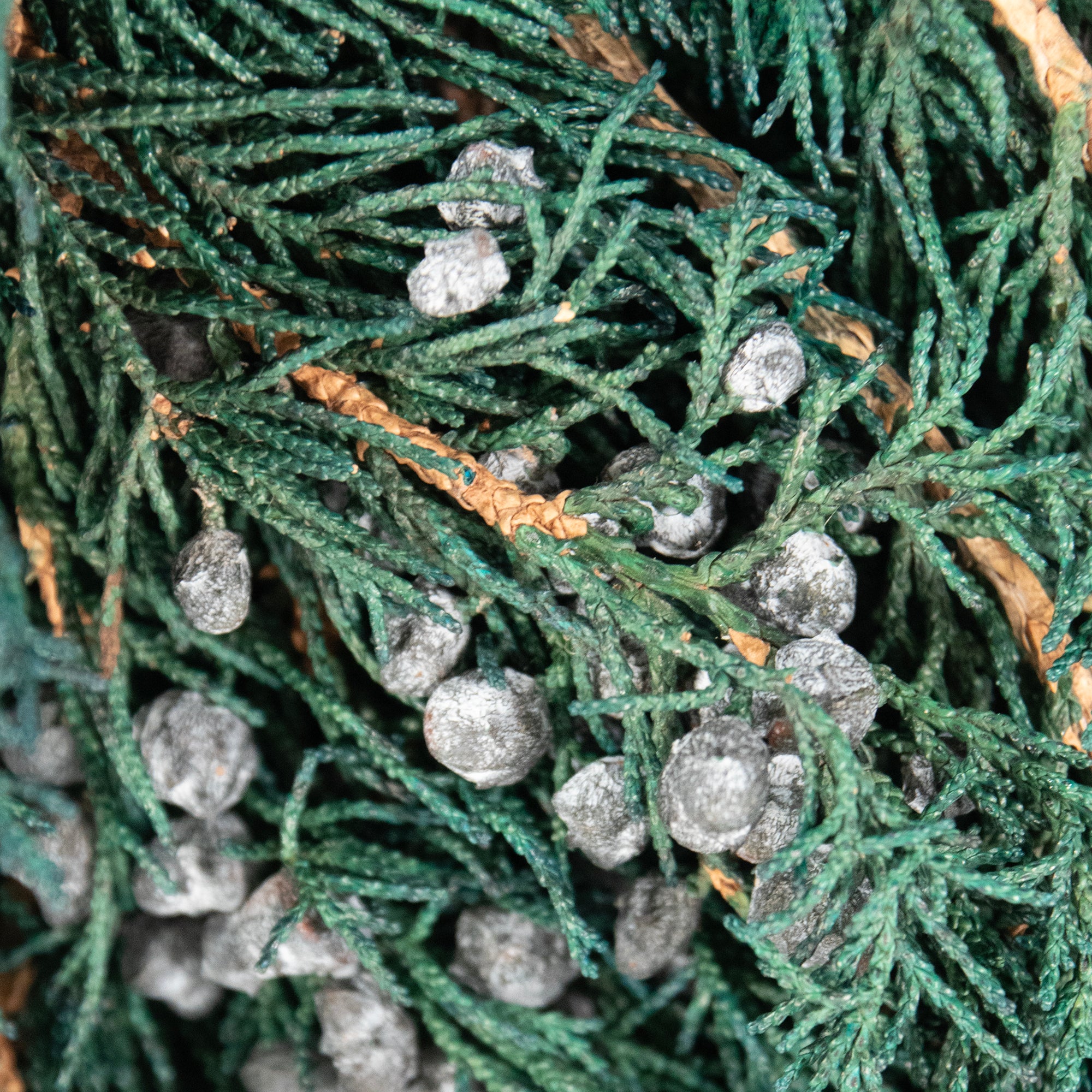 Close-up of a bundle of preserved juniper with berries.