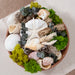 Overhead view of Seashell Medley & Moss Bowl Filler displayed in a bowl on a table.