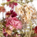 Strawflower Garden Bouquet closeup