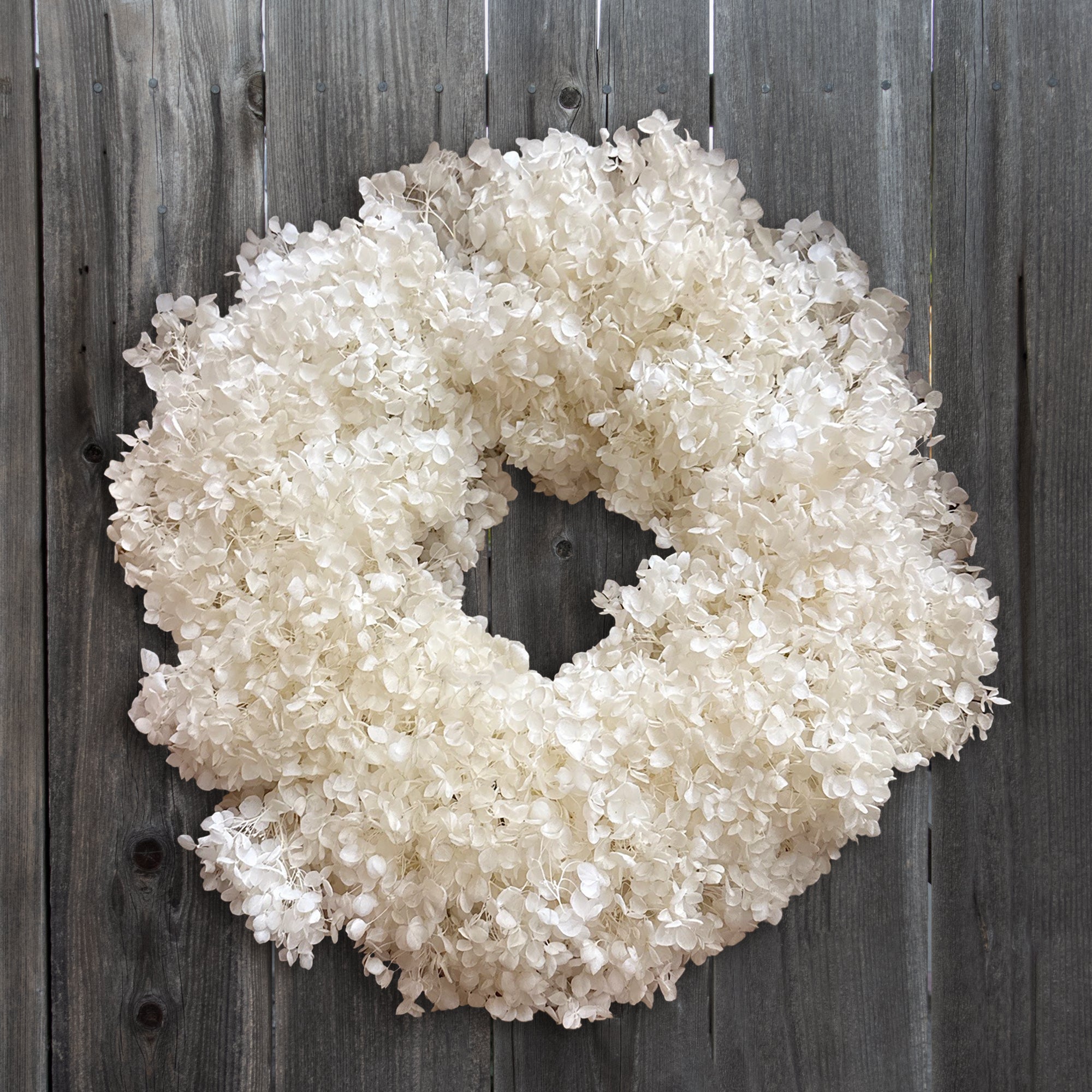 An 18" of Natural White Hydrangea Preserved  Wreath. Hangong on a grey fence.