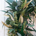 Willow and Silver Dollar Eucalyptus Wreath closeup