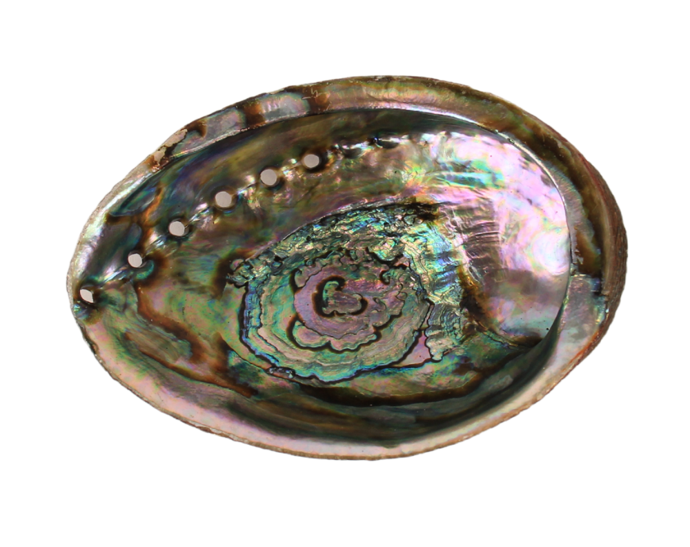 Abalone Shell — Andaluca Home